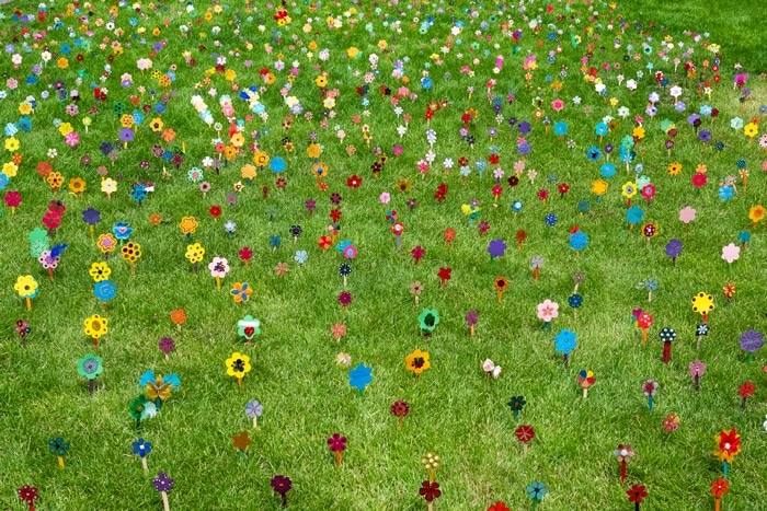 DSCF1328-sharp from raw copy forget-me-not flowers